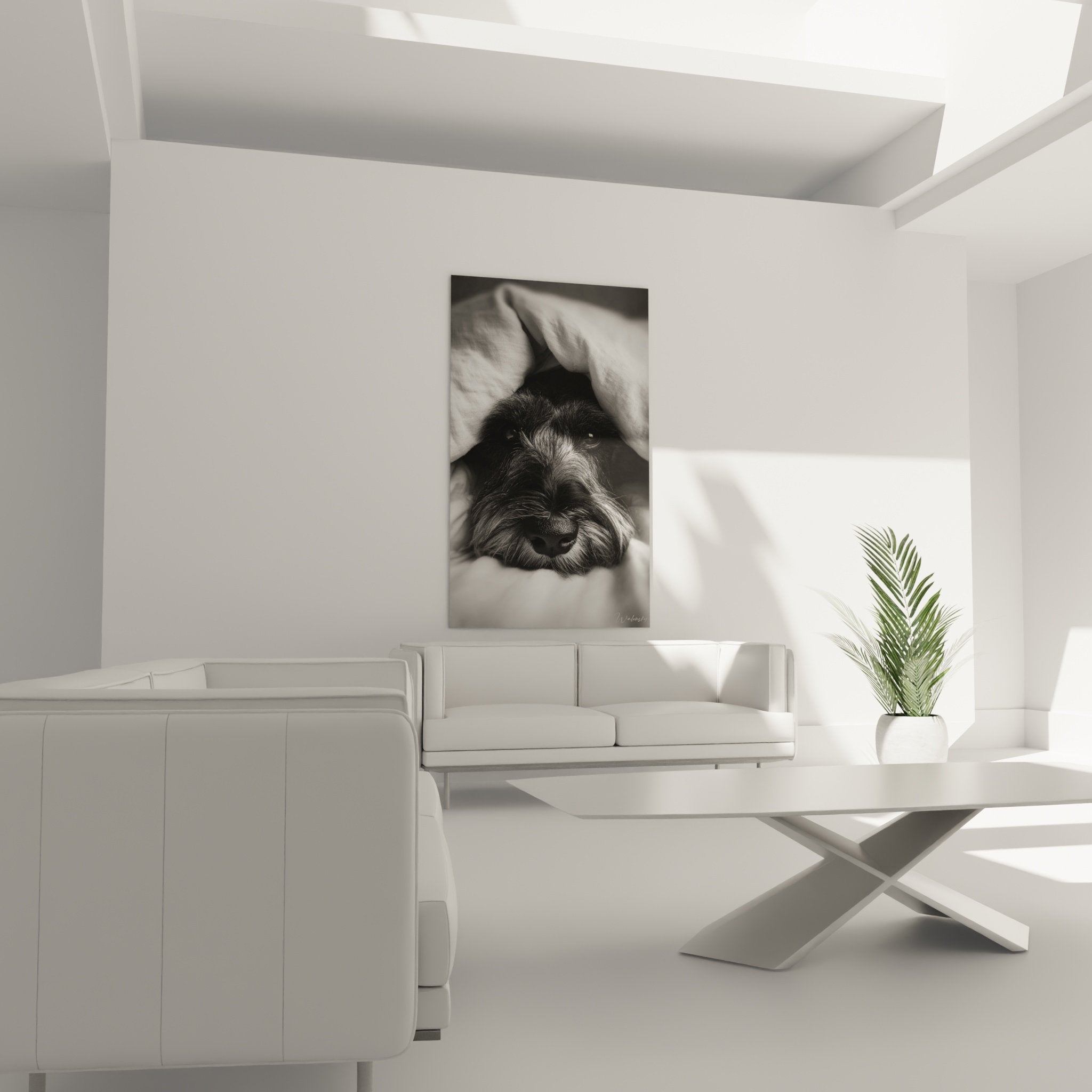 Detail texture pelage schnauzer tissu blanc photographie artistique noir et blanc portrait canin