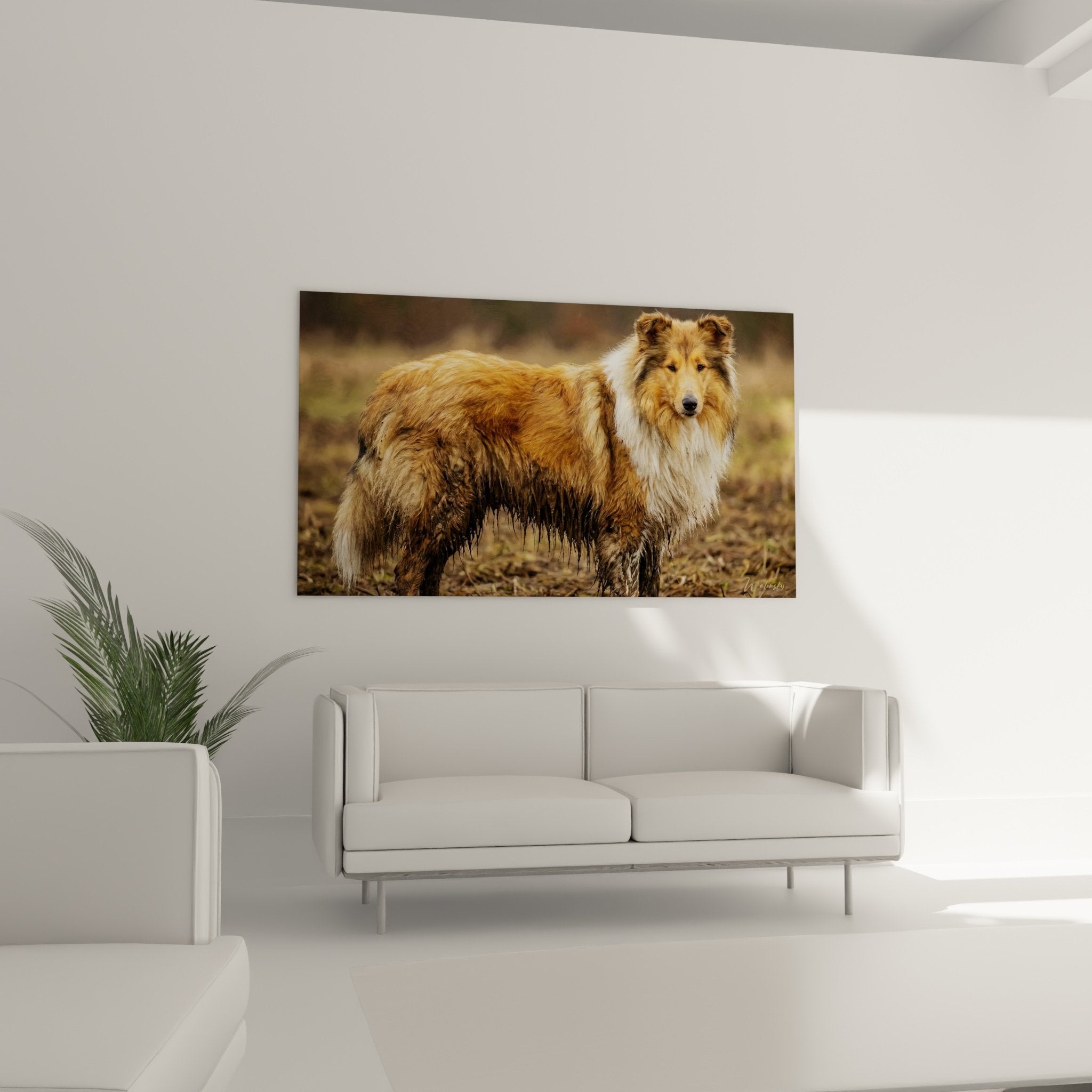 Gros plan tableau Collie pelage fauve doré détails réalistes poils texture boue séchée
