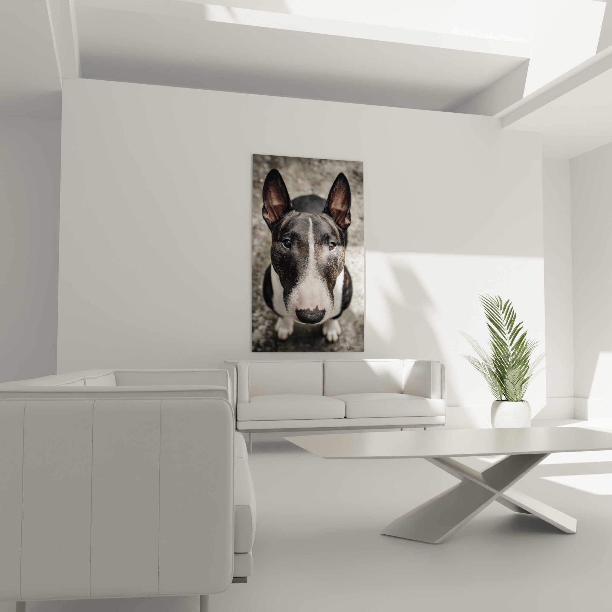Detail tete bull terrier pelage noir marque blanche museau yeux sombres expressifs