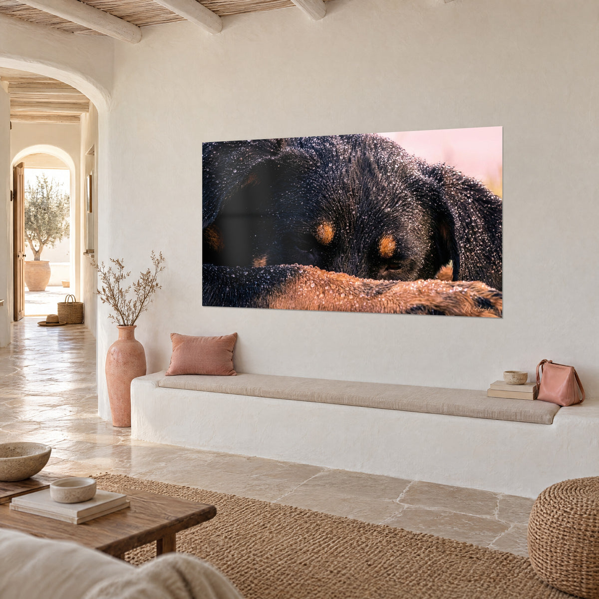 Πίνακας κοιμισμένος Beauceron, κεχριμπαρένια φρύδια και μαύρη γούνα καλυμμένη με σταγόνες δροσιάς, ανοιχτό ροζ φόντο, σε κρεμ μπεζ τοίχο