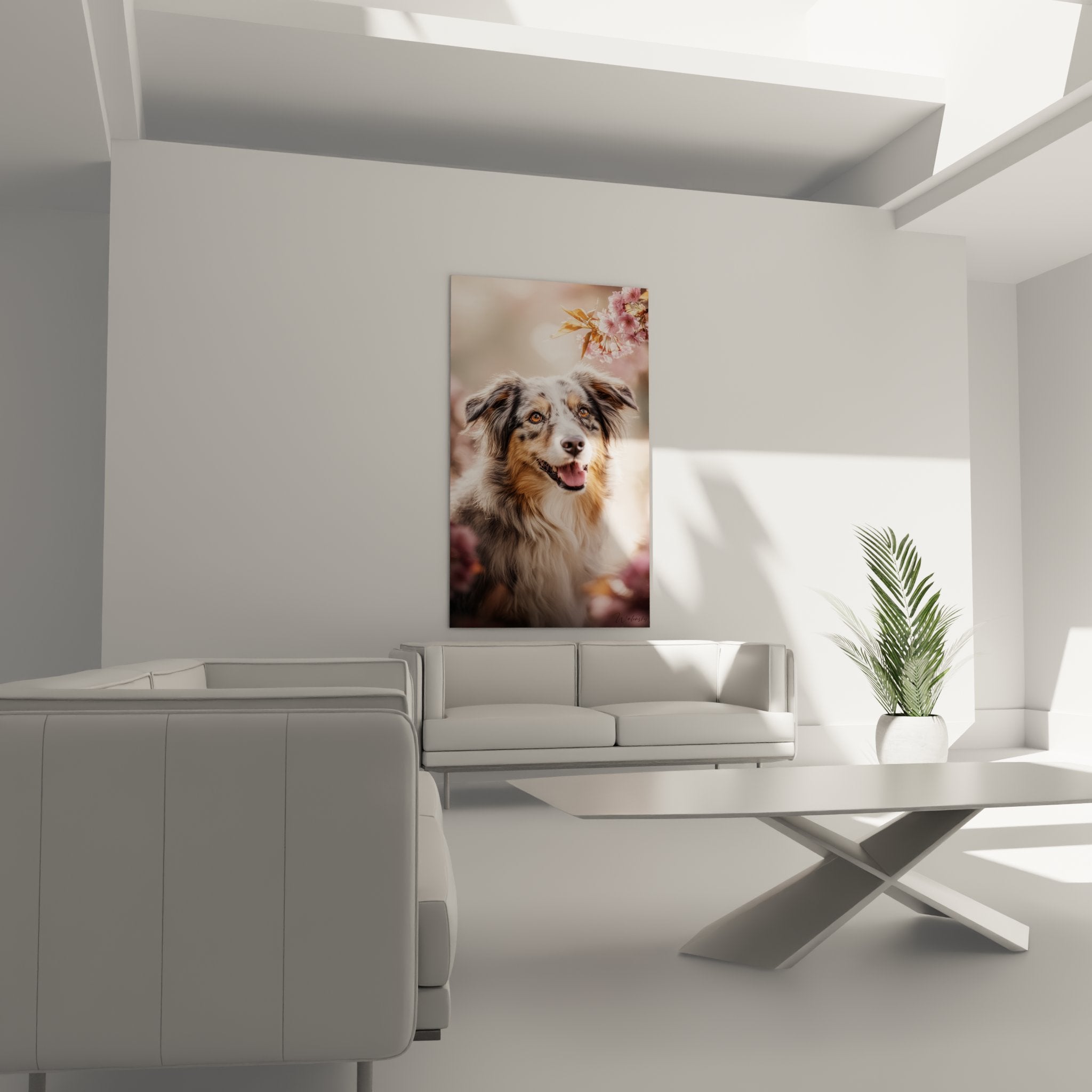 Nahaufnahme bernsteinfarbener Augen Australian Shepherd, Details tricolores Fell, hochauflösende Druckqualität Wandbild