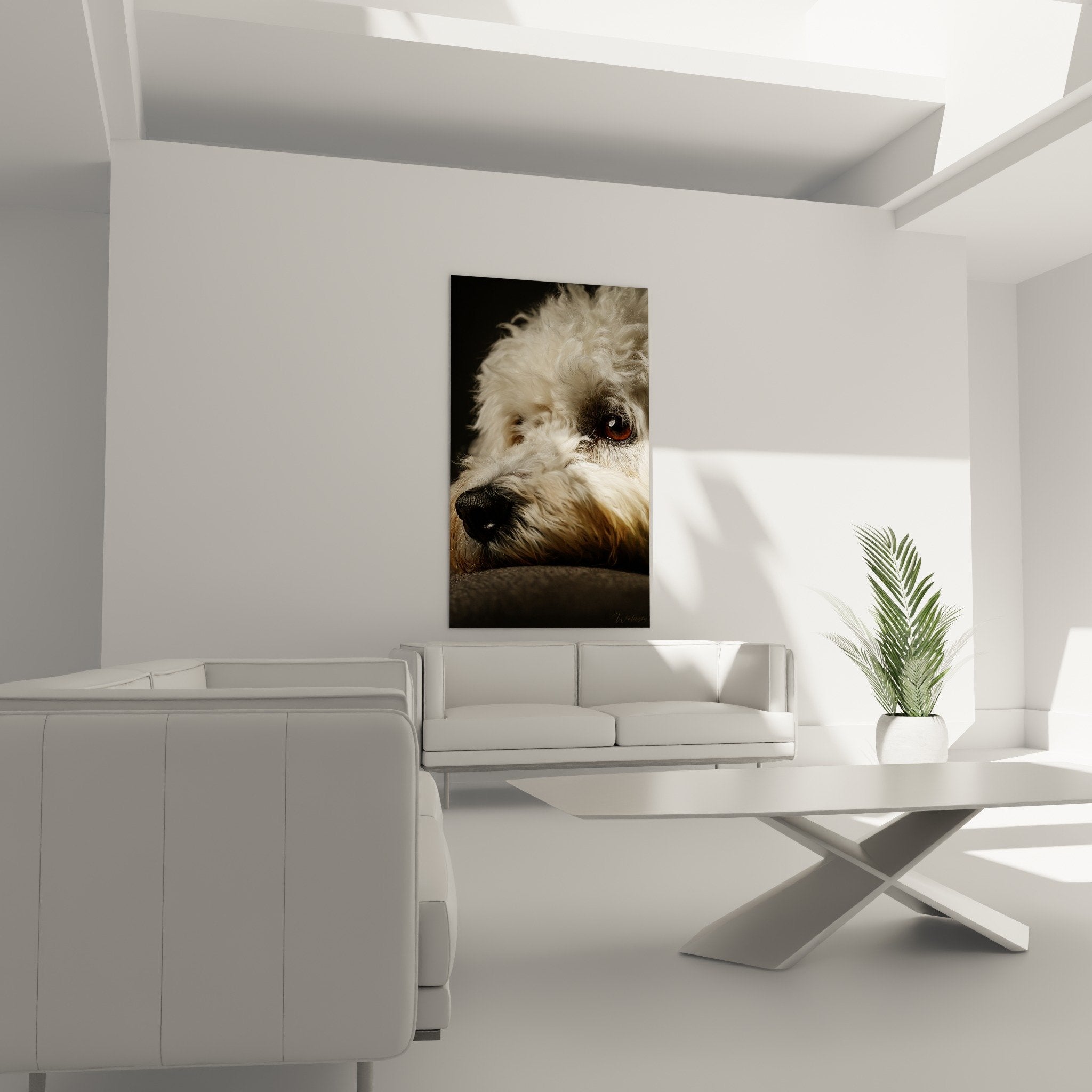 Détail yeux ambrés expressifs Bichon Havanais pelage blanc soyeux portrait artistique
