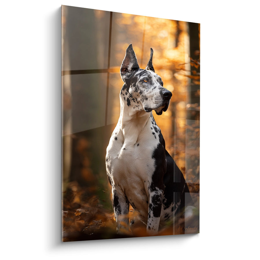 Tableau Dogue Allemand Arlequin au Coucher du Soleil - Portrait Noble - Edition Dogue Allemand