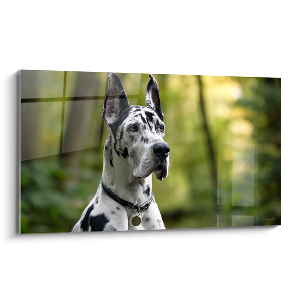 Schilderij Duitse Dog Arlequin Portret Edel - Intense Blik - Editie Duitse Dog