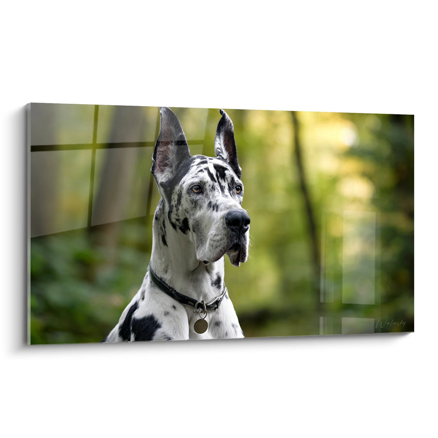 Tableau Dogue Allemand Arlequin Portrait Noble - Regard Intense - Edition Dogue Allemand