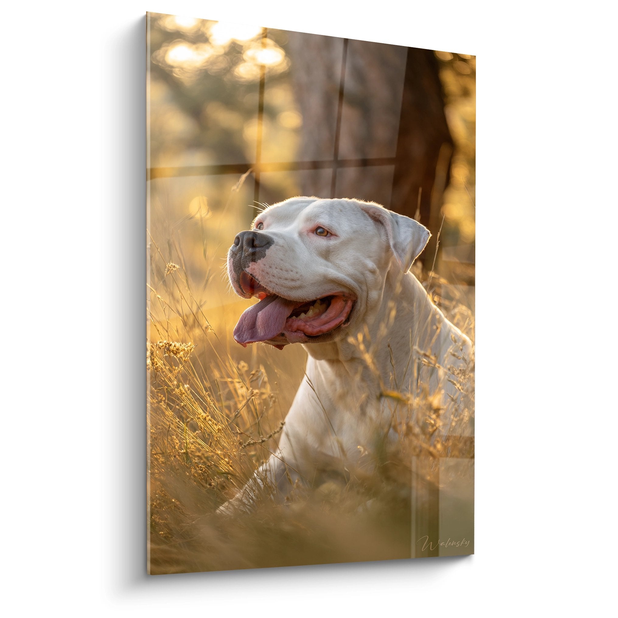 Portrait de Dogue Argentin blanc dans herbe doree lumiere couchant tableau mural