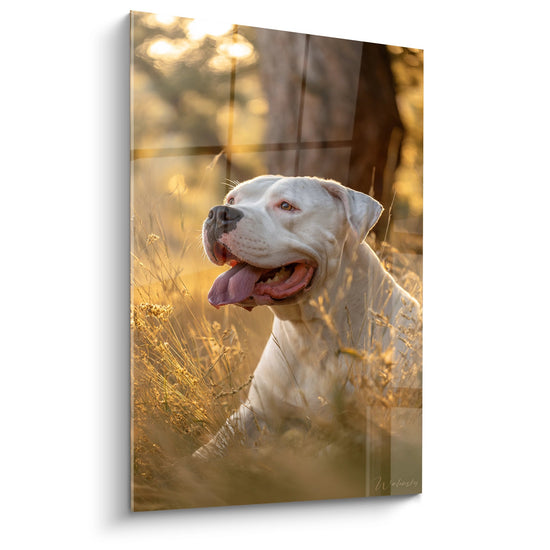 Porträt einer weißen Argentinischen Dogge in goldenem Gras bei Sonnenunterlicht Wandgemälde