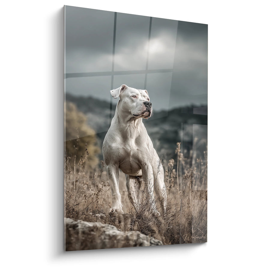 Tableau Dogue Argentin Blanc en Position Majestueuse dans la Nature - Noble Contemplation - Edition Dogue Argentin