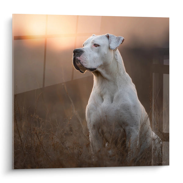 Cuadro Dogo Argentino Blanco Retrato al Atardecer - Nobleza Dorada - Edición Dogo Argentino