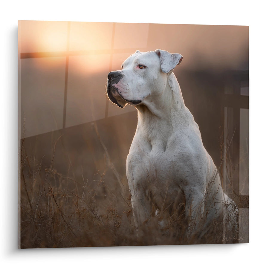 Tableau Dogue Argentin Blanc Portrait au Coucher de Soleil - Noblesse Dorée - Edition Dogue Argentin