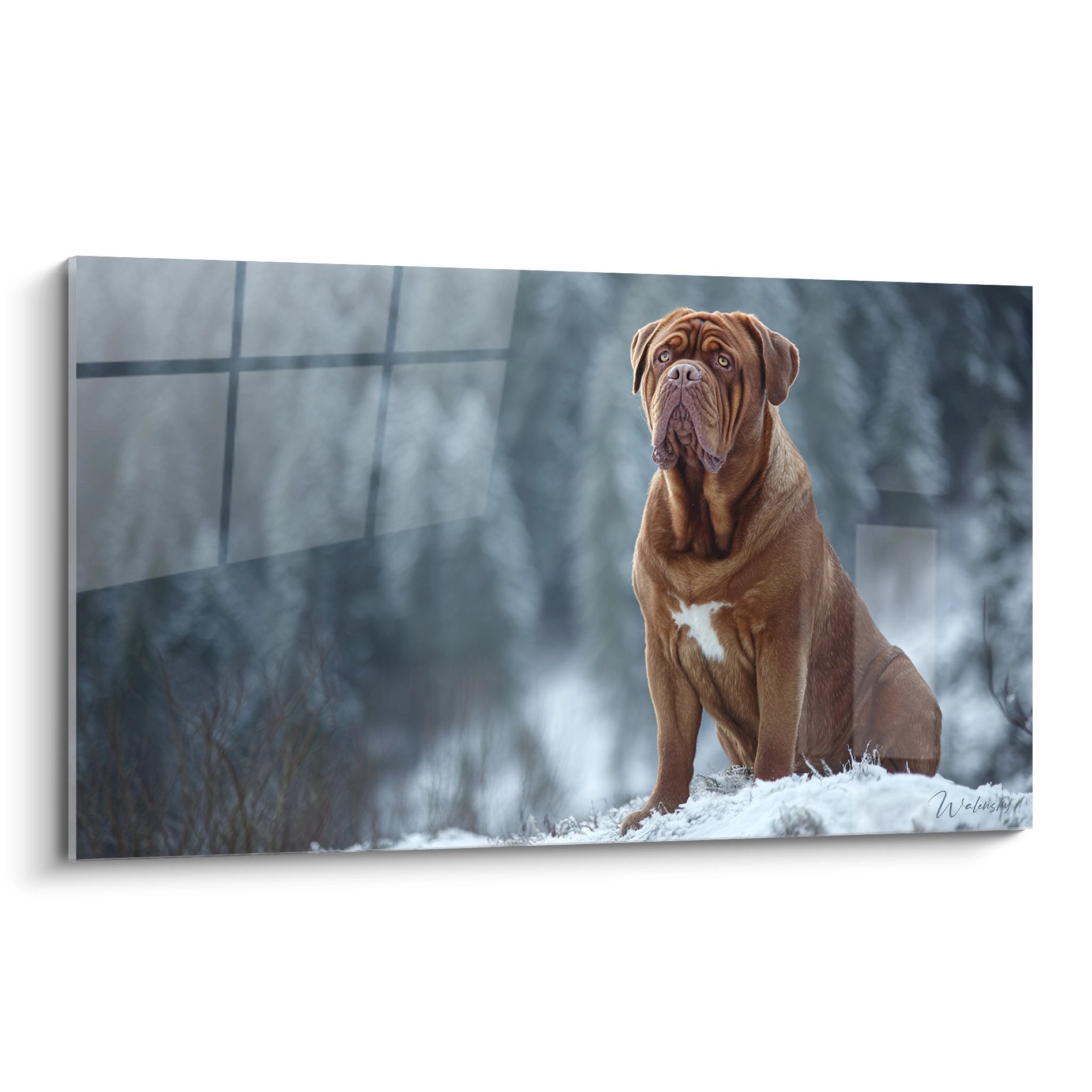 Dogue de Bordeaux assis dans la neige, pelage fauve, portrait majestueux hiver, paysage enneige