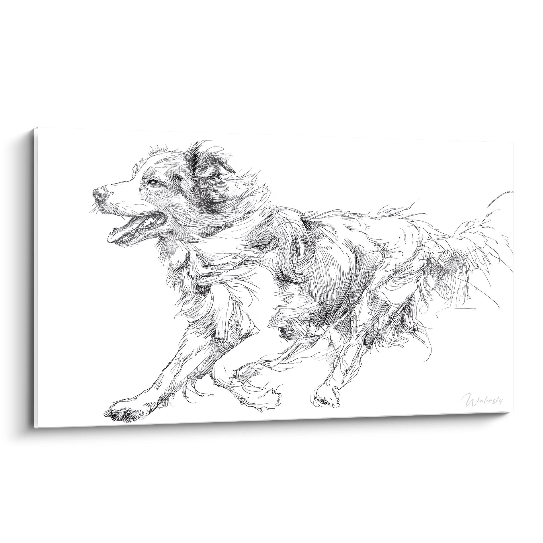 Pencil sketch of an Australian Shepherd in motion, monochrome drawing on dynamic white background