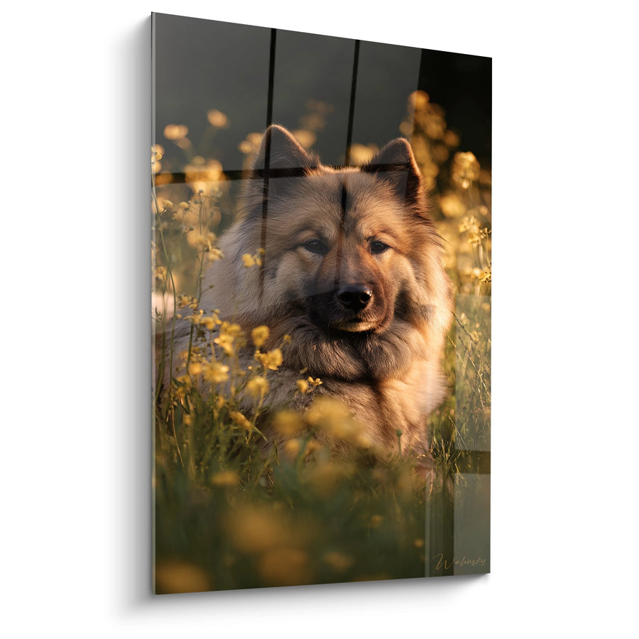 Tableau Eurasier au Regard Tendre dans Champ de Fleurs Dorées - Sérénité Champêtre - Edition Eurasier