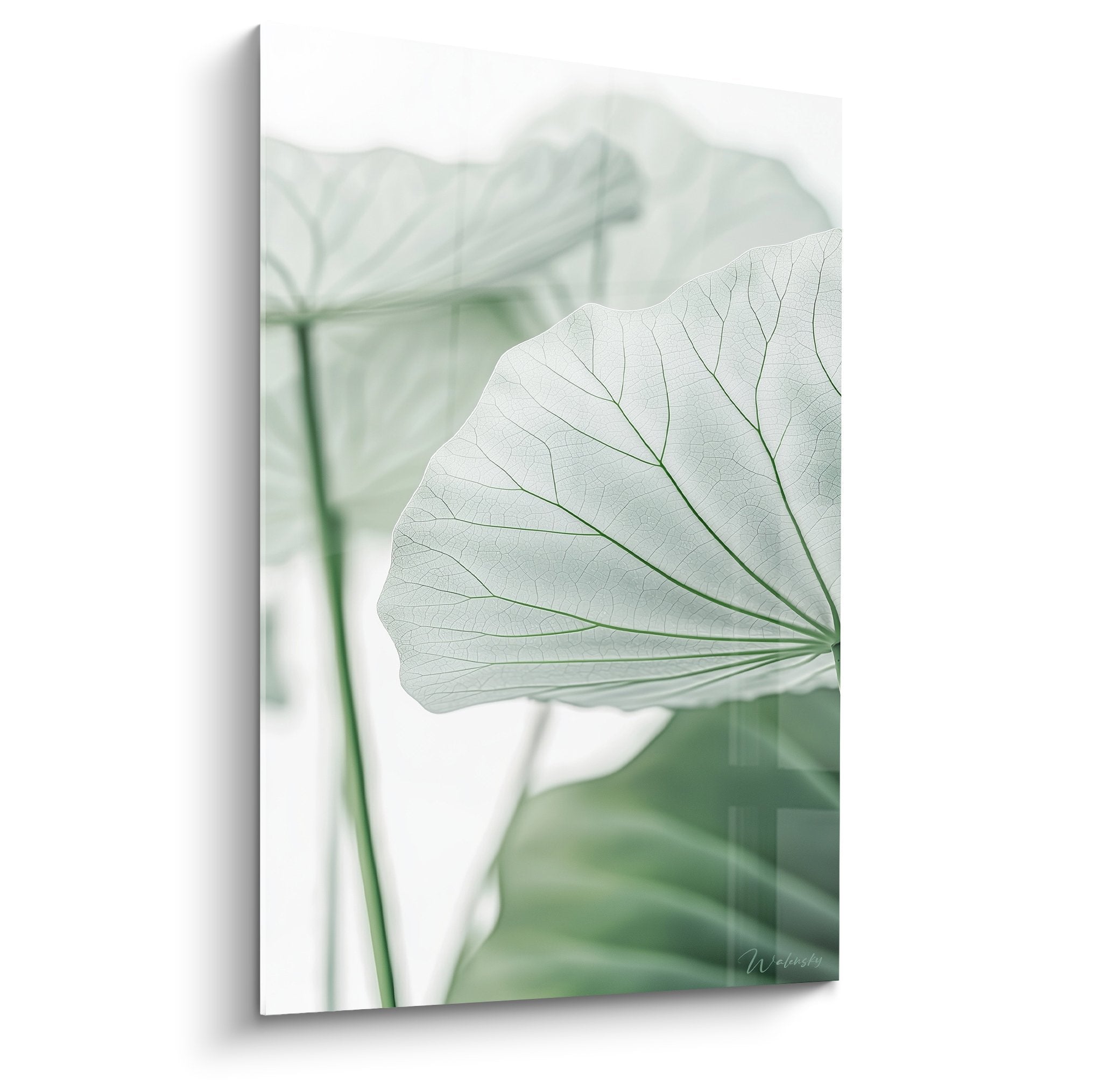 Feuille de lotus translucide aux veines delicates sur fond blanc, tons verts pastel et effet de transparence zen