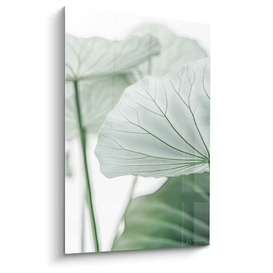Tableau Feuille de Lotus aux Veines Translucides sur Fond Clair - Transparence Végétale - Edition Nénuphare