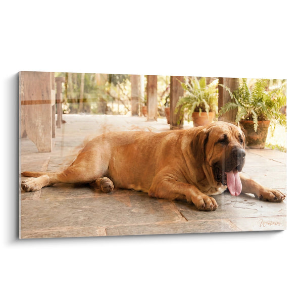 Tableau Chien Fauve Allongé sur Terrasse Ensoleillée - Repos Méditerranéen - Edition Fila Brasileiro