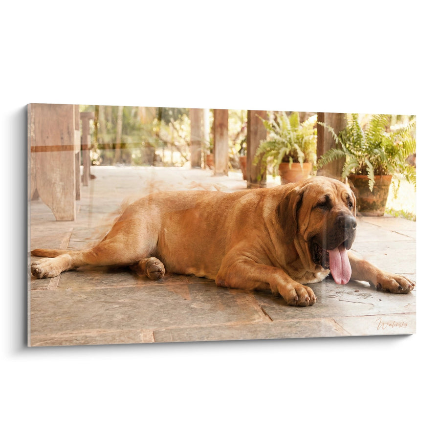 Tableau Chien Fauve Allongé sur Terrasse Ensoleillée - Repos Méditerranéen - Edition Fila Brasileiro