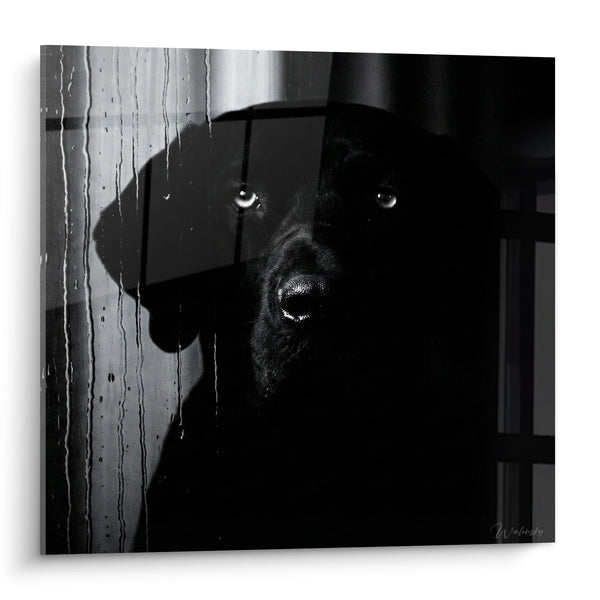 Schilderij Zwarte Hond met Doordringende Ogen Achter Tralies - Intensieve Blik - Editie Fila Brasileiro