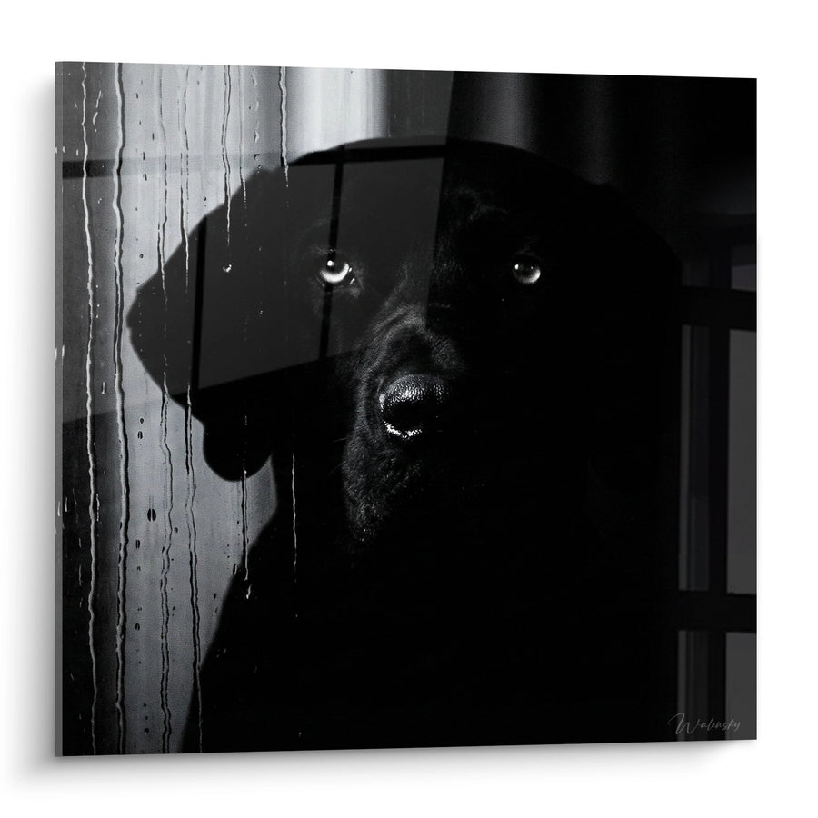Tableau Chien Noir aux Yeux Perçants derrière Barreaux - Regard Intense - Edition Fila Brasileiro
