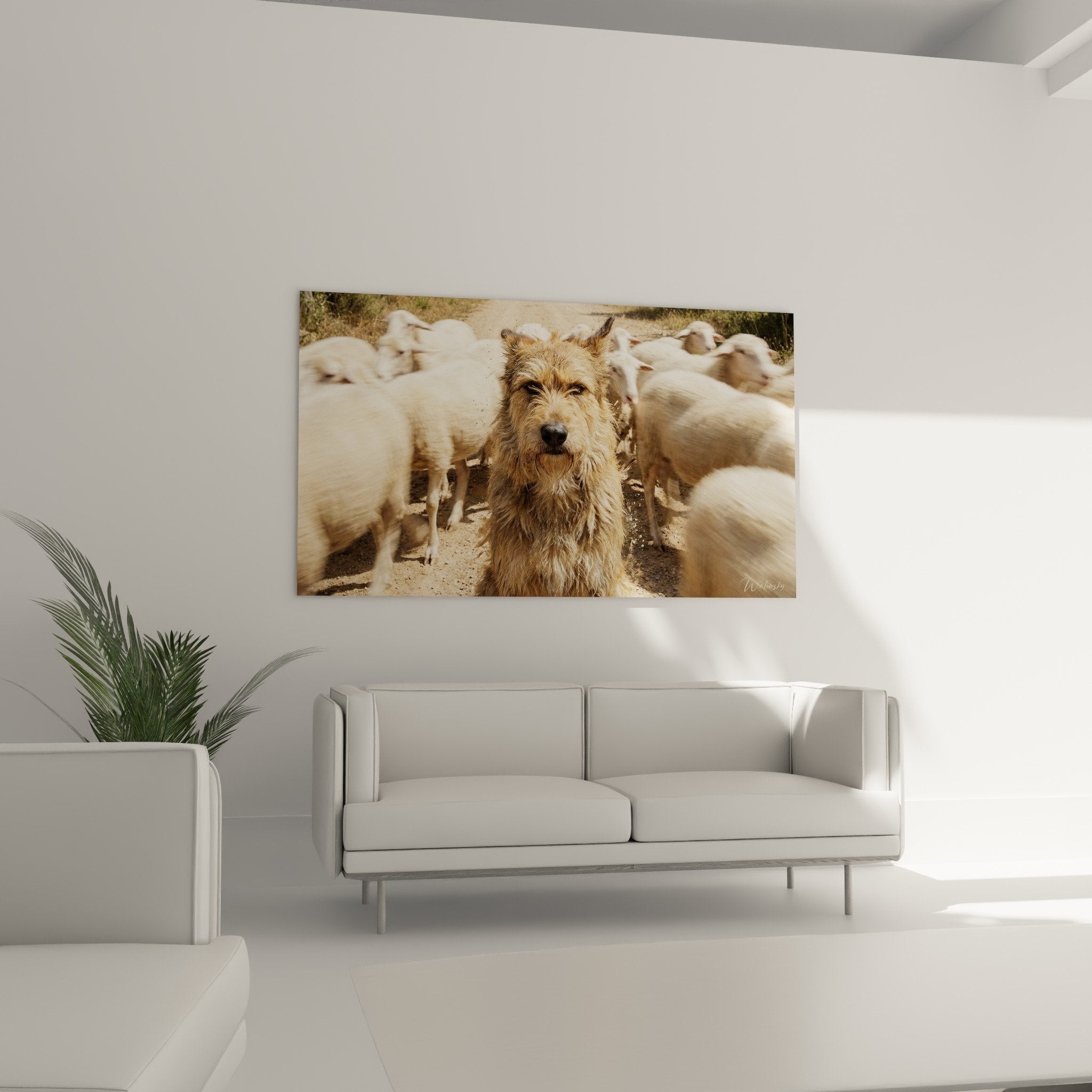 Gros plan sur le pelage fauve texture du Berger Picard aux yeux sombres expressifs dans les tons beiges dores