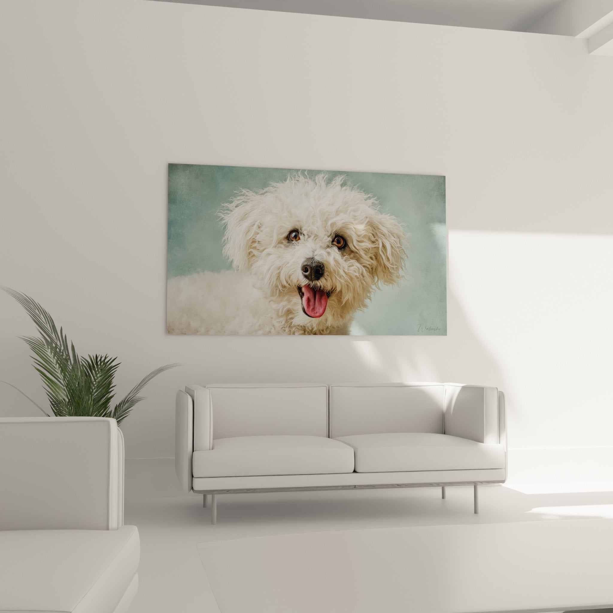 Nahaufnahme Porträt weißer lockiger Bichon Frisé, funkelnde goldene Augen, rosa Zunge, glücklicher Ausdruck