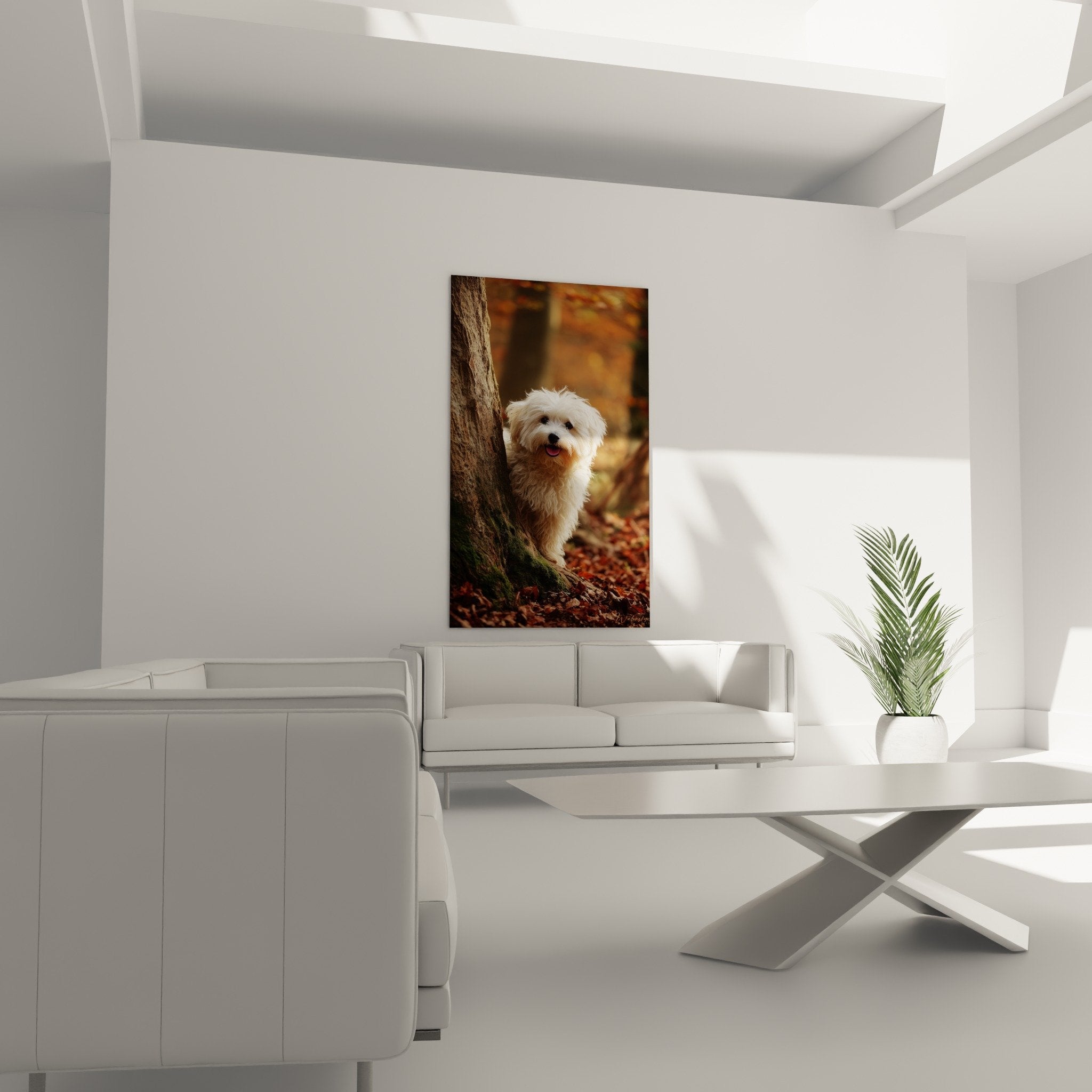 Gros plan tableau Bichon Havanais blanc pelage bouclé expression joyeuse langue rose qui dépasse