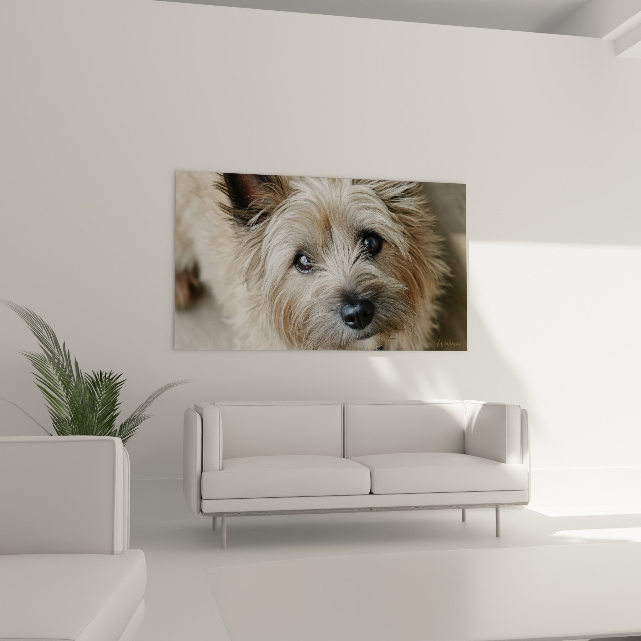 Gros plan détaillé portrait Cairn Terrier pelage doré yeux bleus expressifs tableau mural