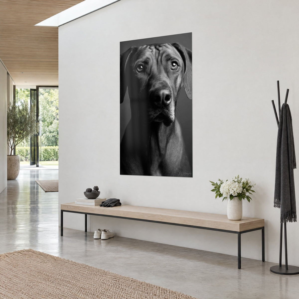 Tableau Rhodesian Ridgeback en clair-obscur, yeux brillants, fond gris anthracite, accroché près d'un banc en bois d'entrée