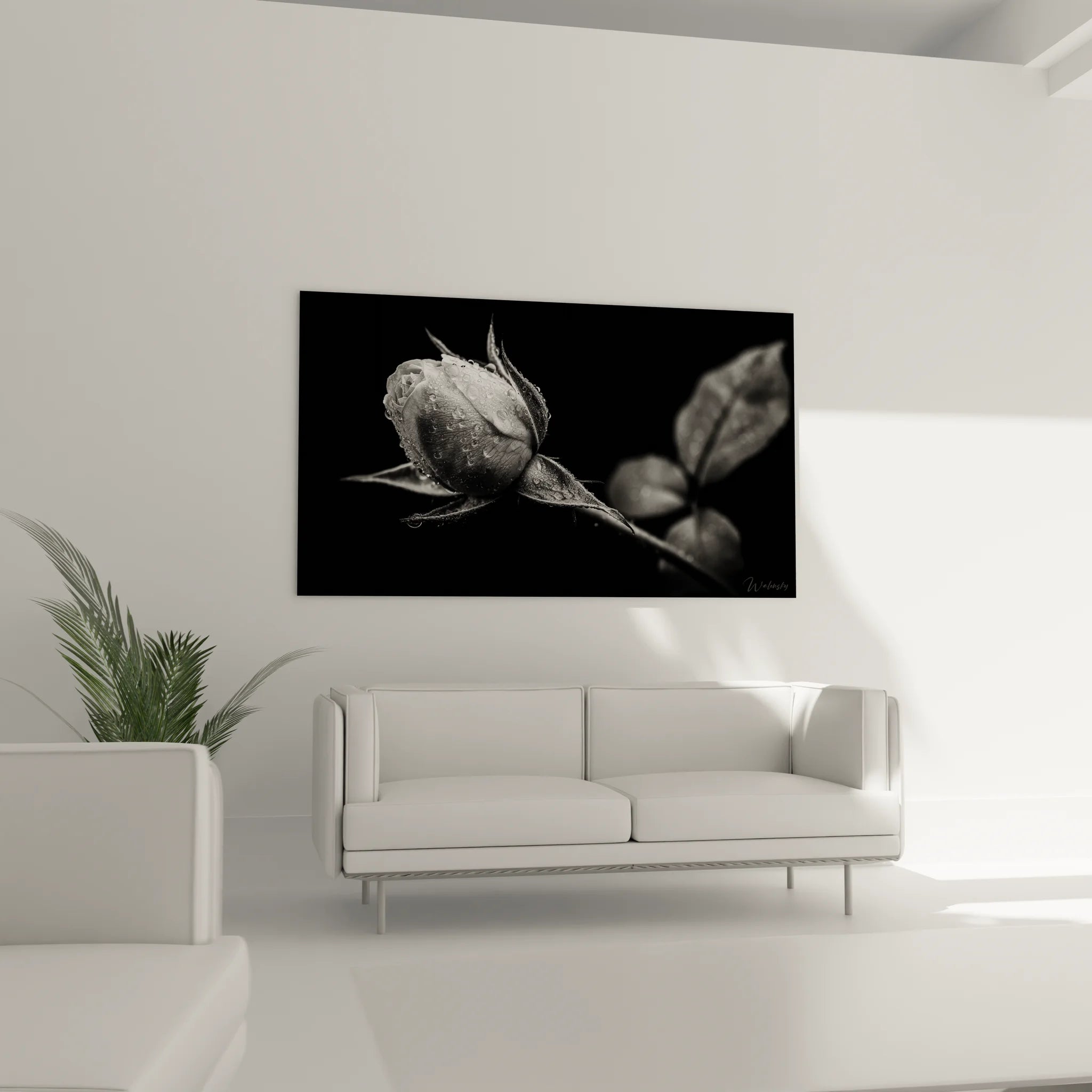 Gros plan tableau rose avec gouttes de rosée, détails artistiques photographie florale noir et blanc