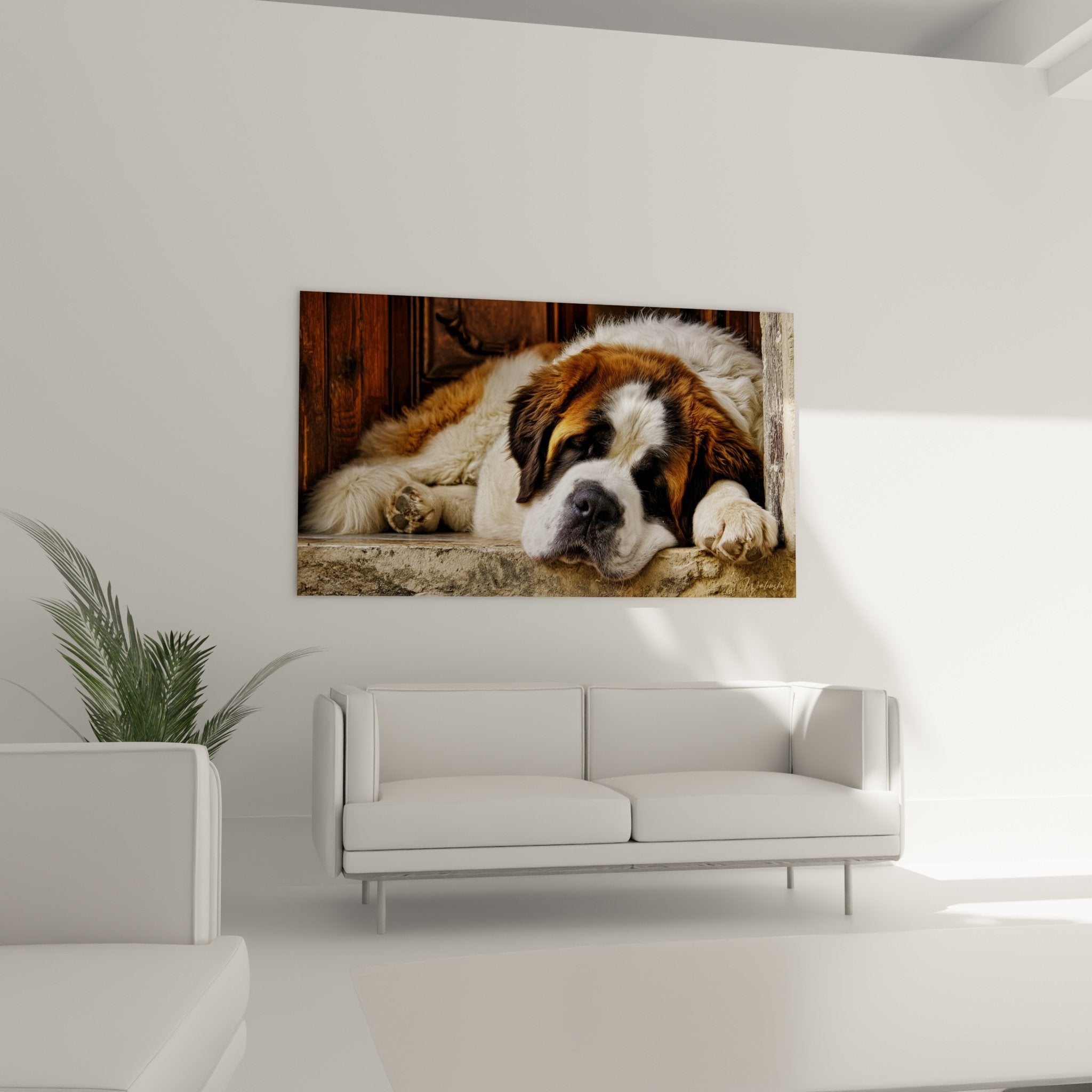 Nahaufnahme eines schlafenden Bernhardiners, Details des dreifarbigen Fells und friedlicher Gesichtsausdruck des Hundes