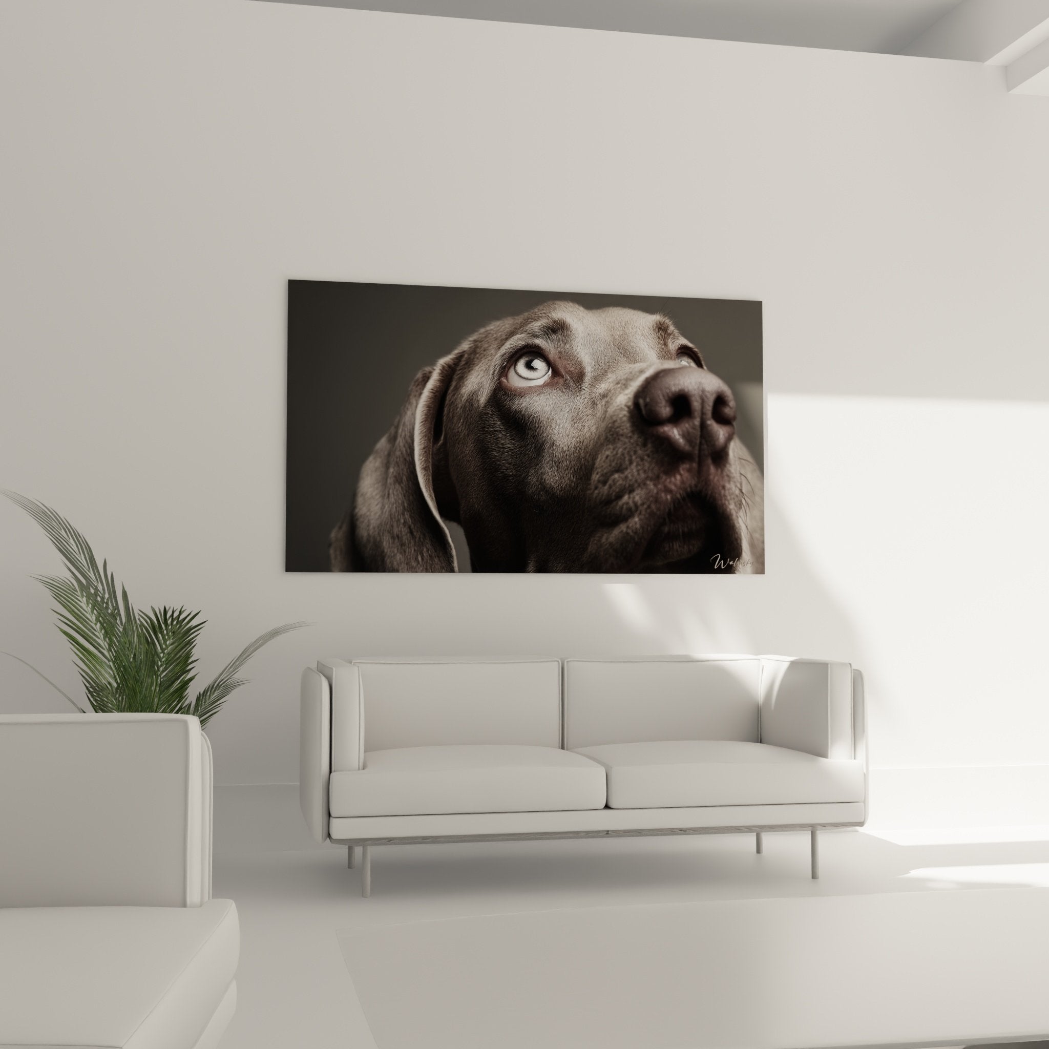 Gros plan regard intense yeux bleus weimaraner pelage gris texture soyeuse portrait emotionnel