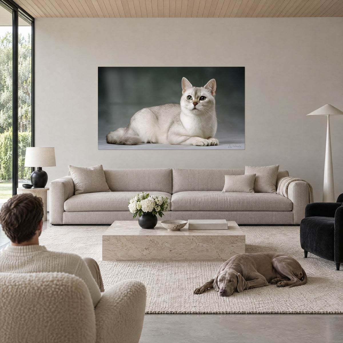 Quadro di un gatto Burmilla argentato sdraiato, occhi verde acqua, sfondo grigio-verde, Weimaraner disteso, sopra un divano in un soggiorno luminoso