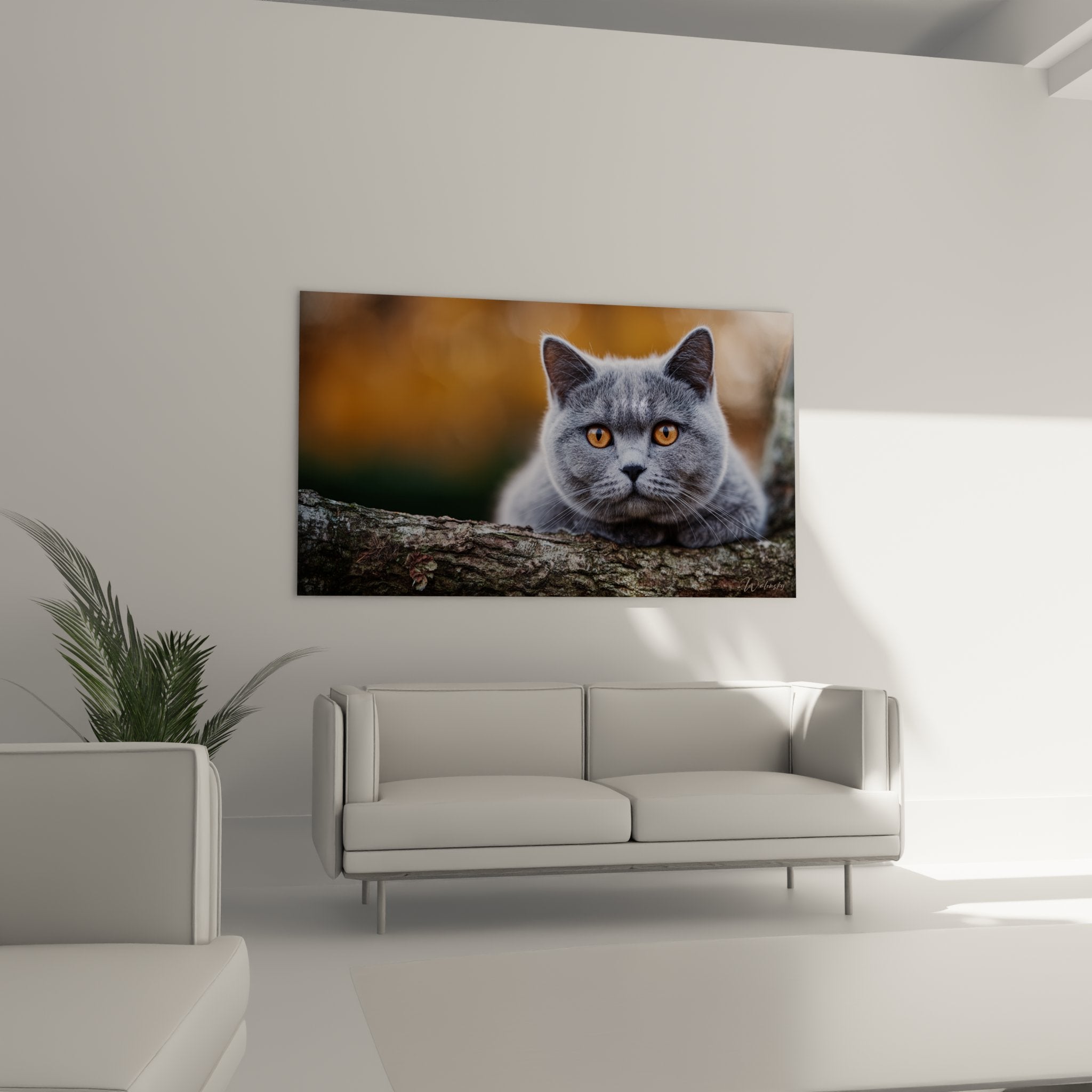 Primo piano volto gatto British Shorthair grigio occhi ambra espressione contemplativa pelliccia dettagliata