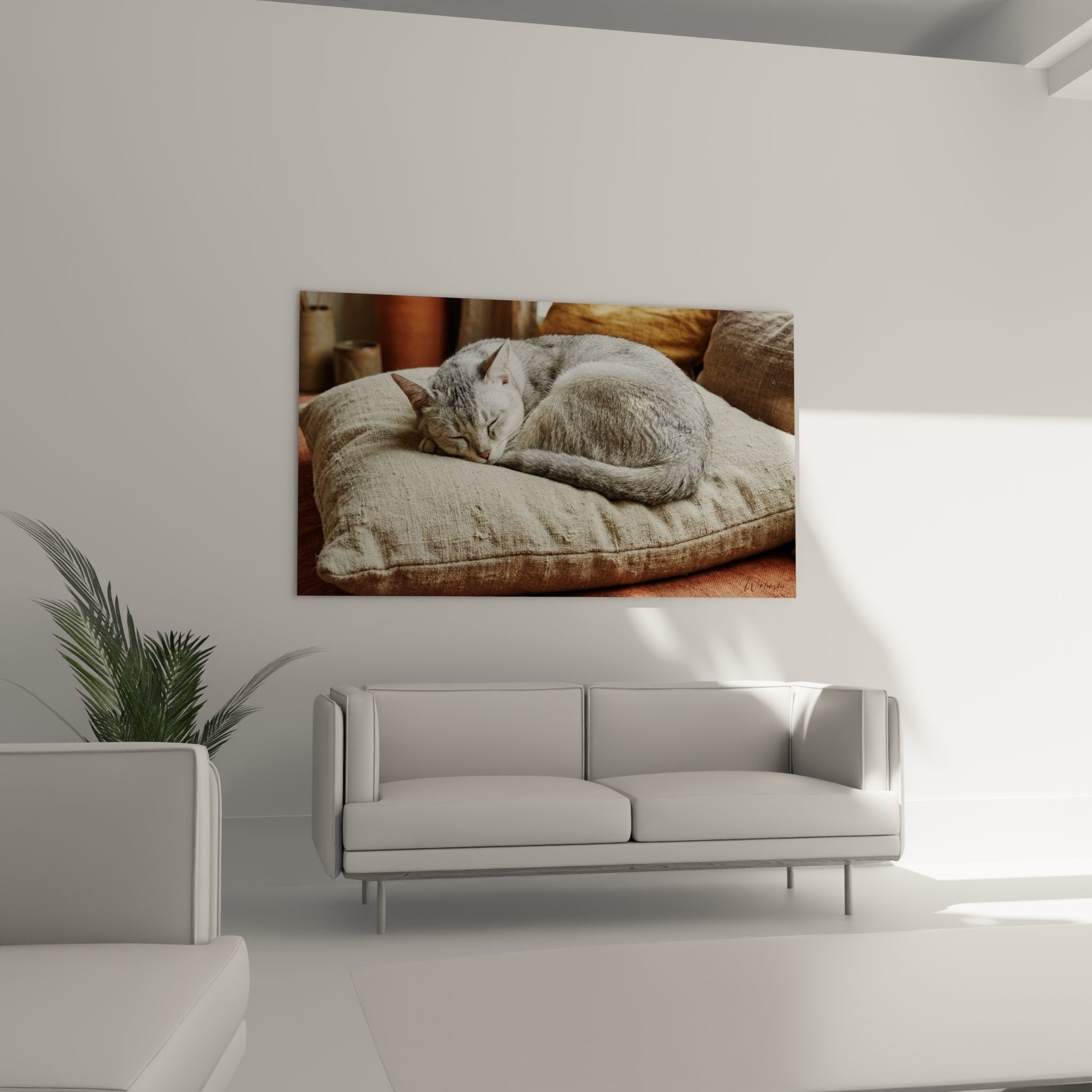 Gros plan pelage soyeux chat Burmilla endormi montrant texture argentée et expression sereine de bien-être