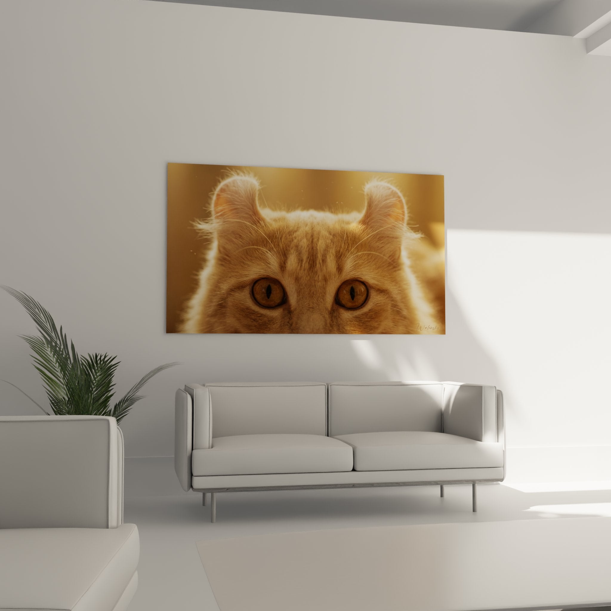 Gros plan tableau chat American Curl montrant détails pelage roux et yeux ambrés expressifs