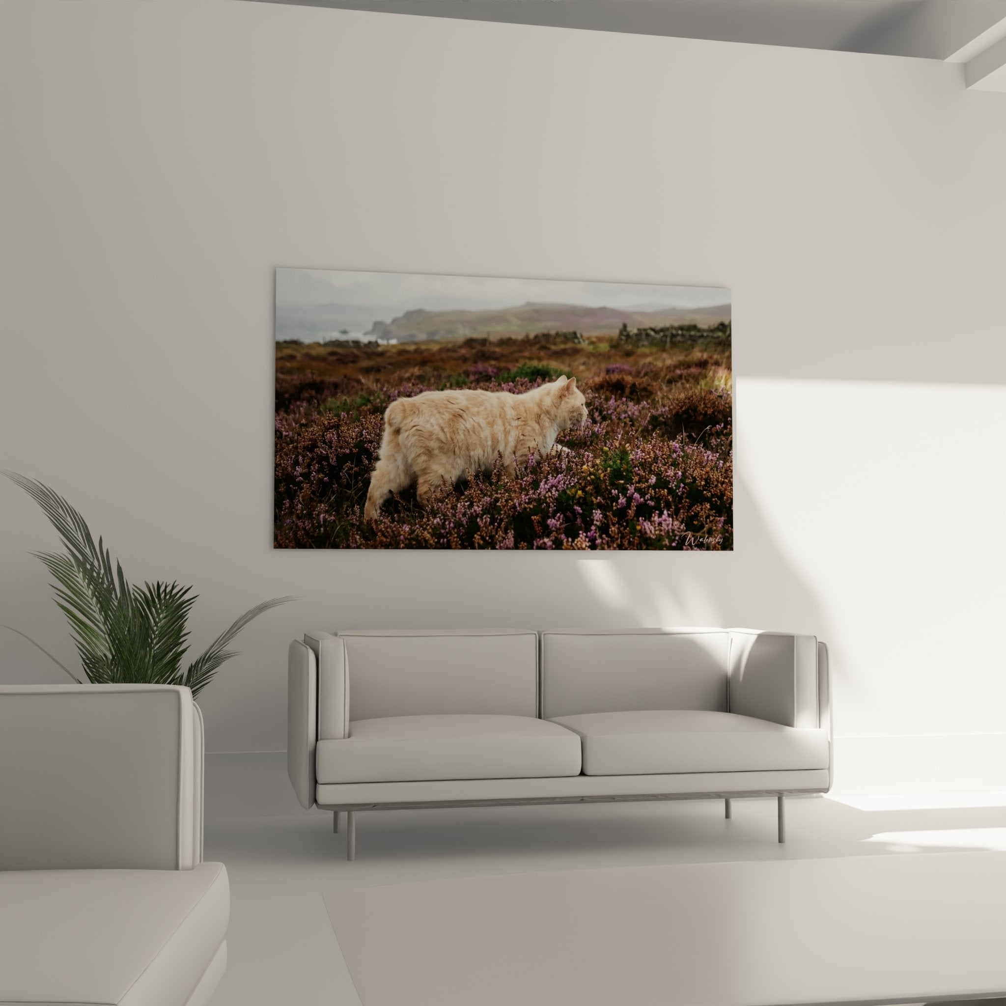 Dettaglio del mantello rosso del gatto Manx in contrasto con i fiori viola dell'erica selvatica