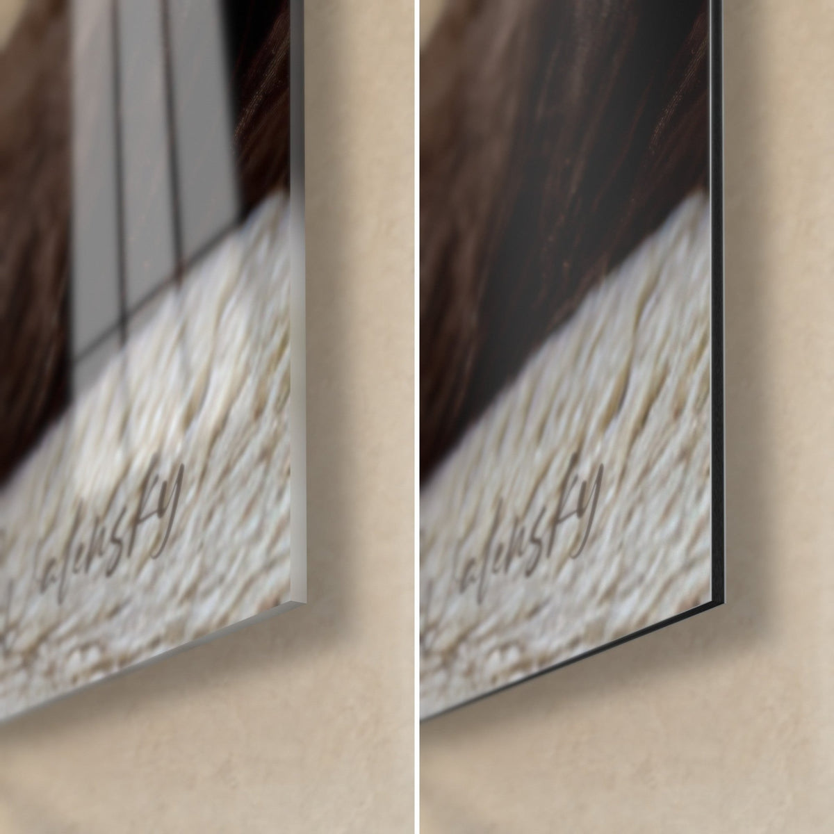 Tableau chat birman, pelage ivoire et brun chocolat, coin bas droit en verre acrylique brillant et aluminium Dibond mat, tranche de 3 mm