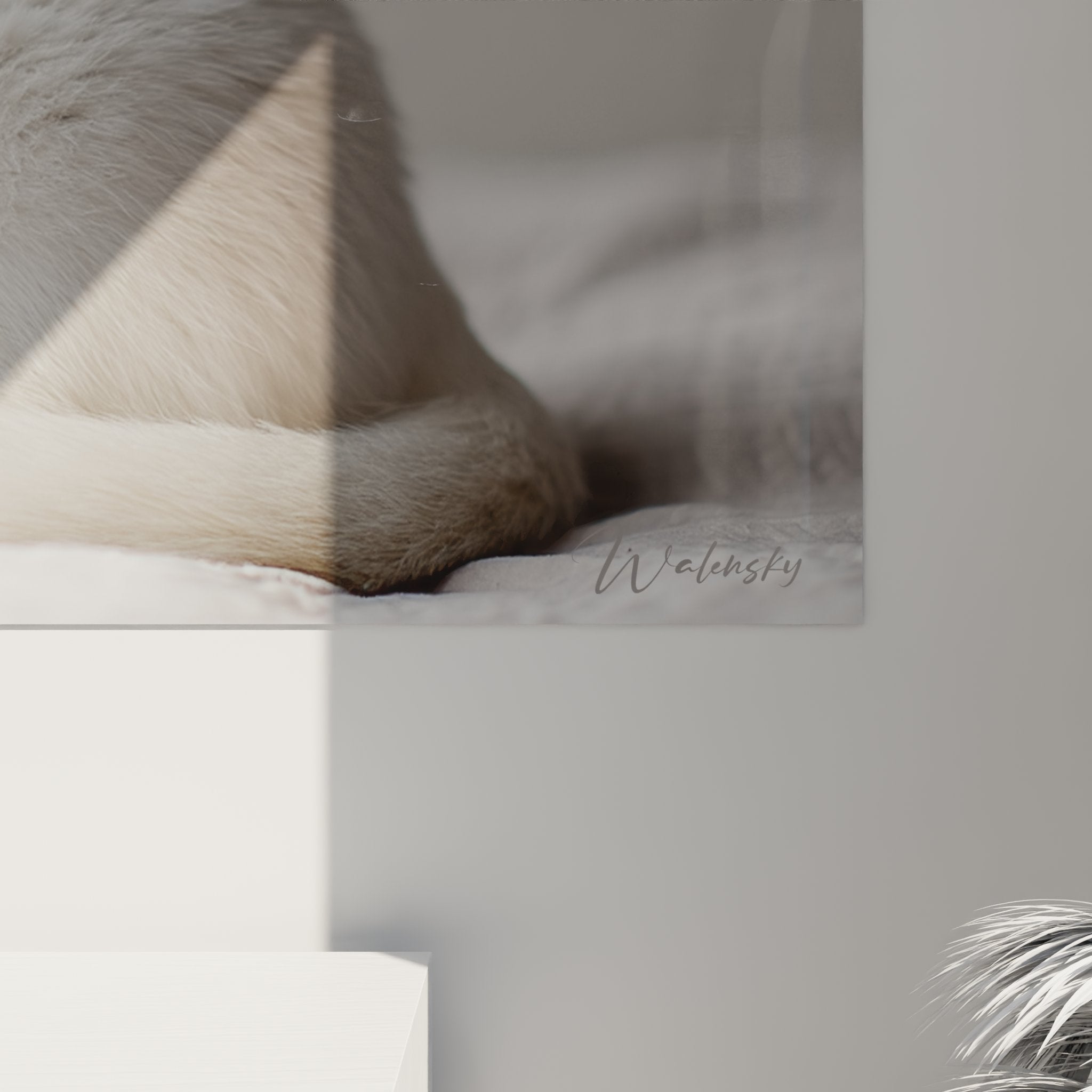 Vue d'ensemble du tableau chat Burmilla blanc intégré dans un salon contemporain avec meubles design