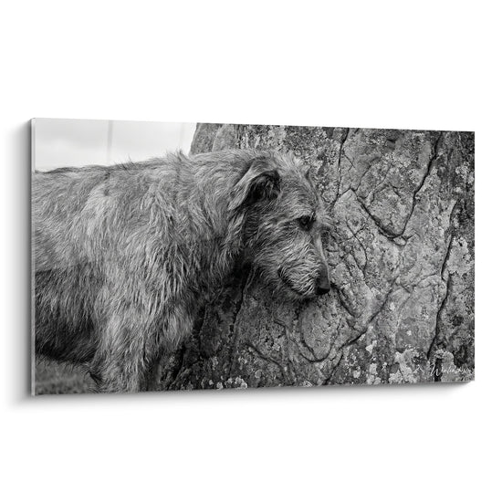 Irish Wolfhound mit zerzaustem Fell, an zerklüftetem Felsen gelehnt, kontemplative Schwarzweißfotografie
