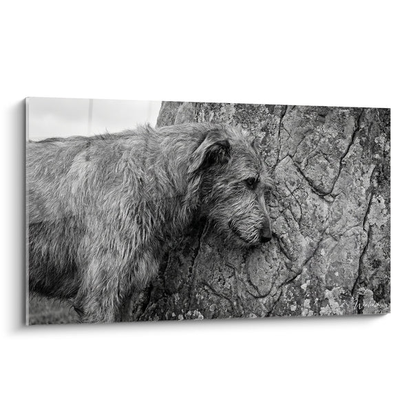 Quadro Irish Wolfhound dal Pelame Arruffato Appoggiato contro Roccia Screpolata - Potenza Tranquilla - Edizione Irish Wolfhound