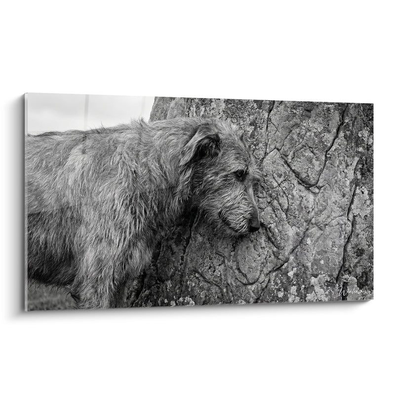 Quadro Irish Wolfhound dal Pelame Arruffato Appoggiato contro Roccia Screpolata - Potenza Tranquilla - Edizione Irish Wolfhound