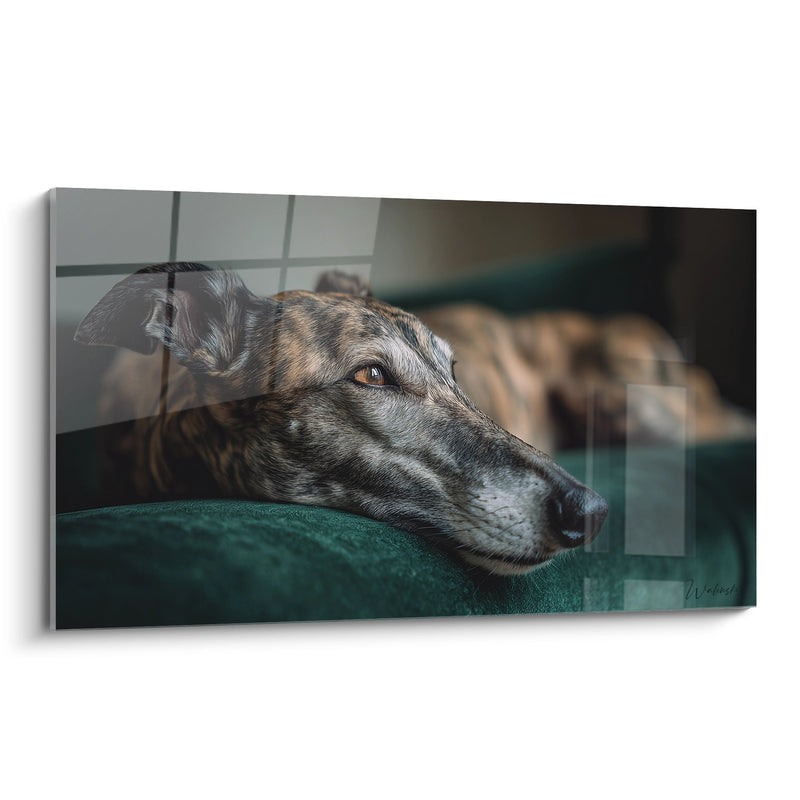 Tableau Lévrier au Repos sur Coussin Turquoise - Sérénité Canine - Edition Lévrier Whippet