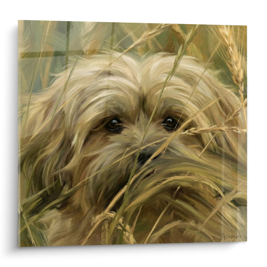 Tableau Chien aux Yeux Perçants dans les Herbes Dorées - Regard Intense - Edition Lhassa Apso