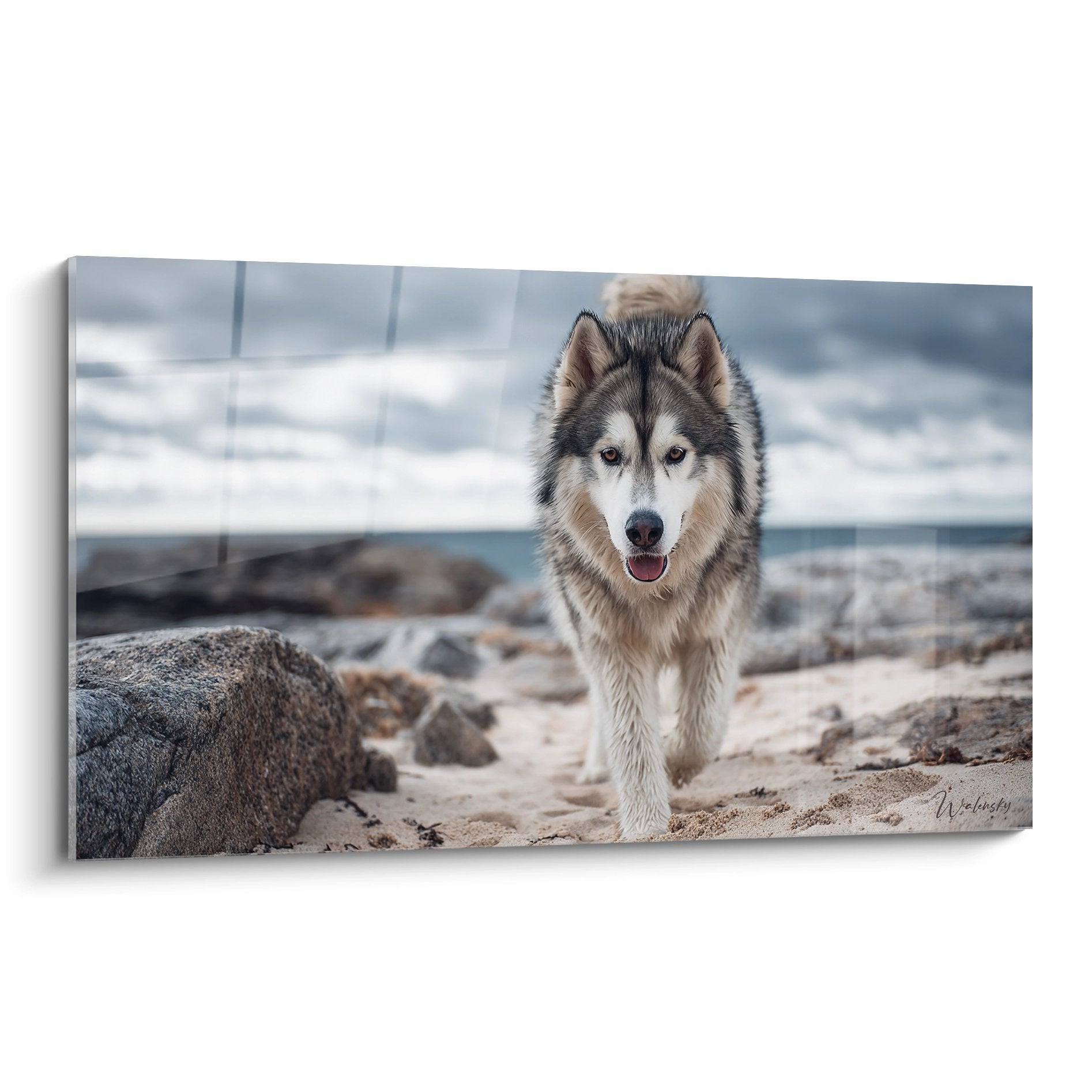 Malamute Alaska courant joyeusement sur plage sable avec rochers gris et ocean arriere-plan bleu naturel