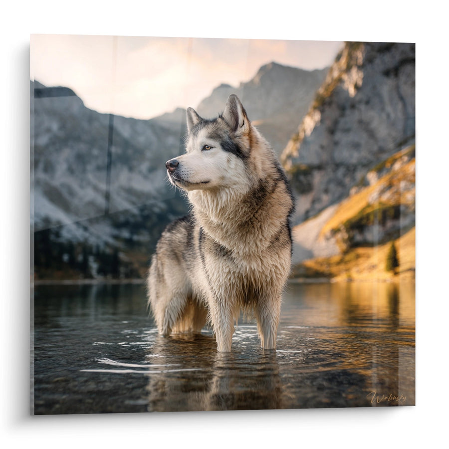 Quadro Malamute in Piedi nell'Acqua al Tramonto - Serenità Nordica - Edizione Malamute Alaska
