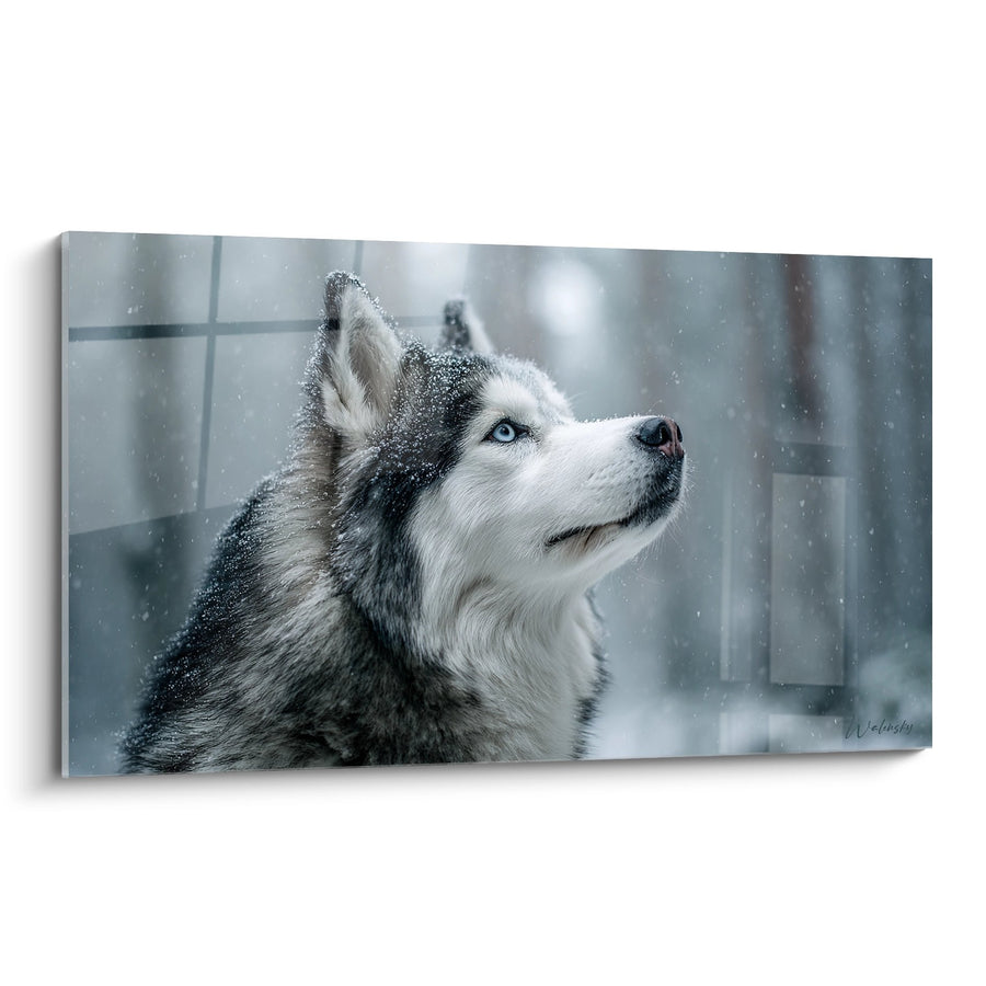 Tableau Malamute Sous la Neige au Regard Azur - Contemplation Hivernale - Edition Malamute Alaska
