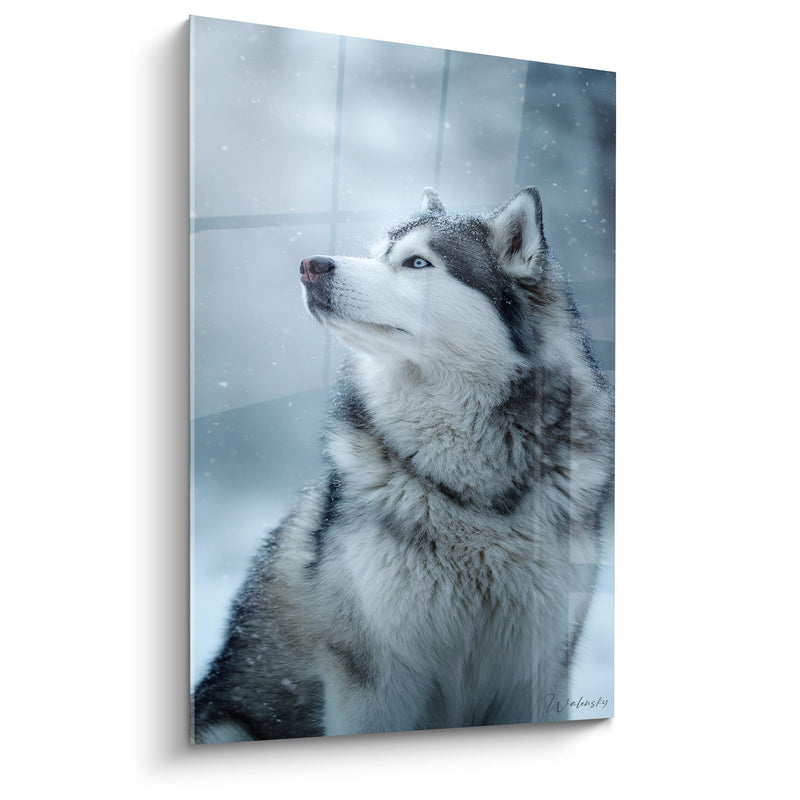 Quadro Cane Nordico che Guarda i Fiocchi di Neve - Sguardo Contemplativo - Edizione Malamute Alaska
