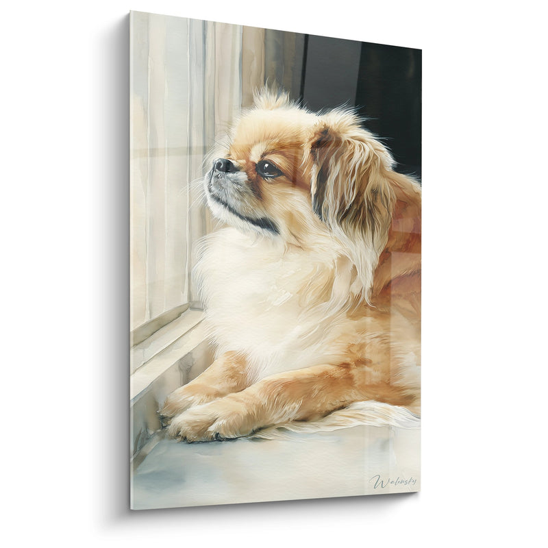 Vergulde Pekingees bij het Raam - Stille Contemplatie - Pekingees Editie