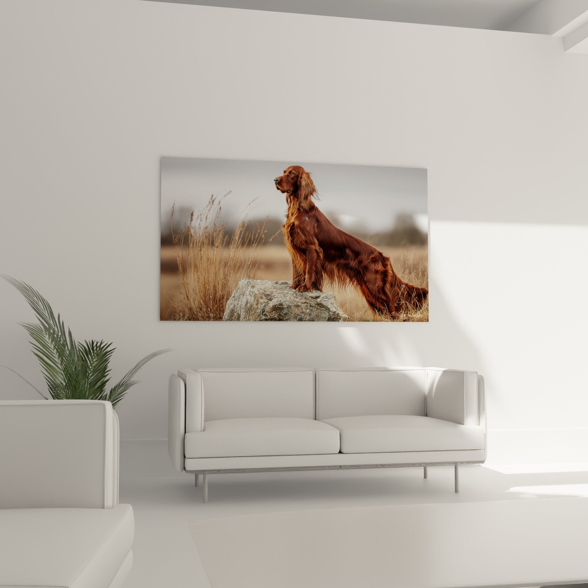 détail pelage roux setter irlandais reflets cuivrés texture soyeuse lumière dorée naturelle