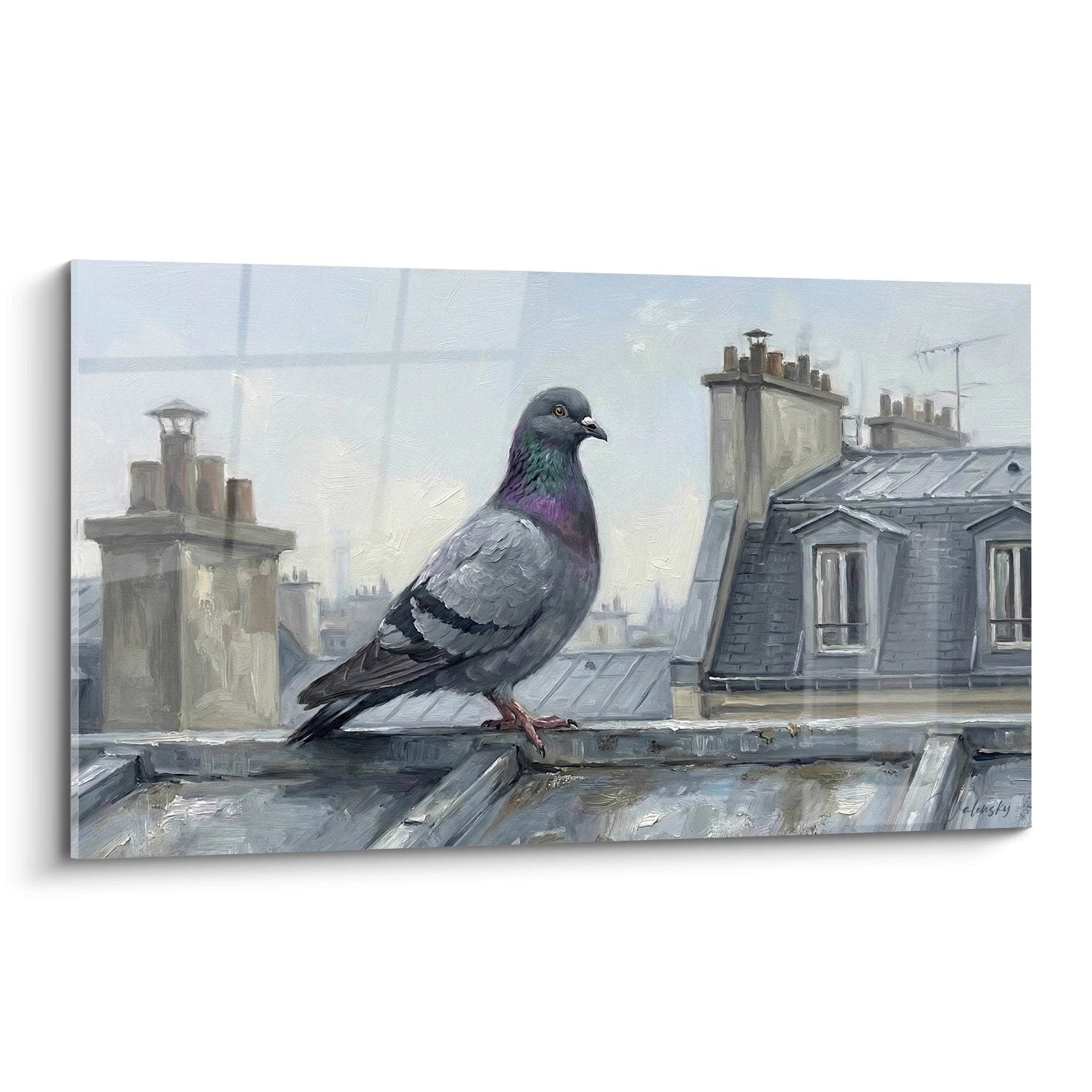 Urbane Taube mit violetten Reflexionen auf Pariser Dächern in Grau- und Schiefertönen, morgendliche Atmosphäre